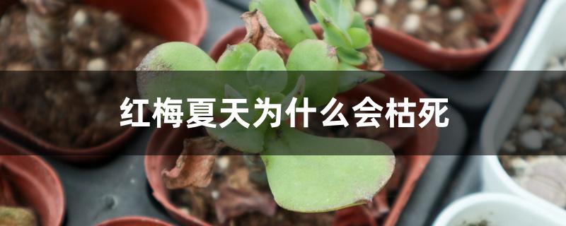 红梅夏天为什么会枯死 红梅夏天为什么会枯死