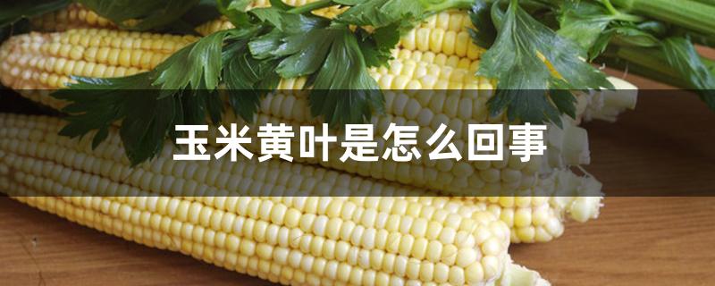 玉米黄叶是怎么回事 玉米黄叶是怎么回事