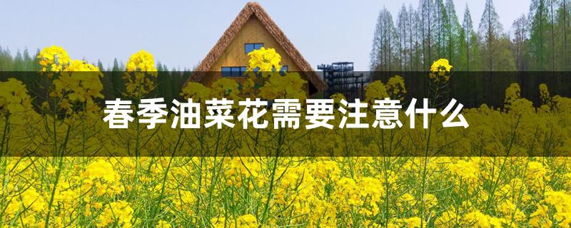春季油菜花需要注意什么 春季油菜花需要注意什么