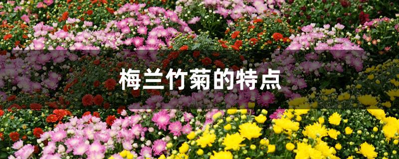 梅兰竹菊的特点 梅兰竹菊的特点