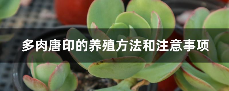 多肉唐印的养殖方法和注意事项 多肉唐印的养殖方法和注意事项