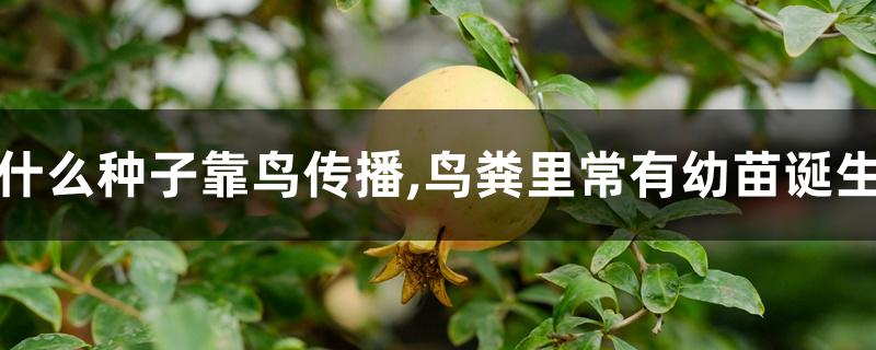 什么种子靠鸟传播,鸟粪里常有幼苗诞生 什么种子靠鸟传播,鸟粪里常有幼苗诞生
