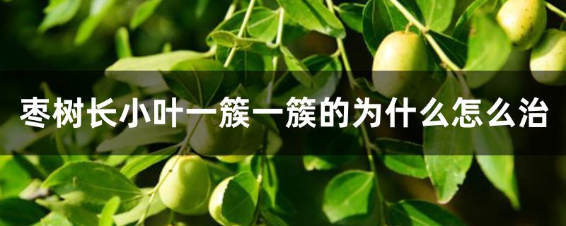 枣树长小叶一簇一簇的为什么怎么治 枣树长小叶一簇一簇的为什么怎么治