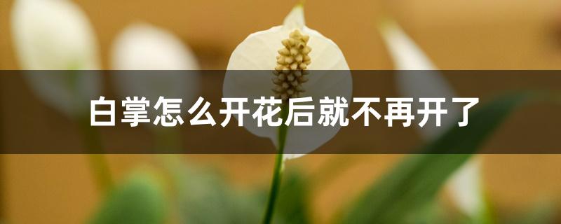 白掌怎么开花后就不再开了