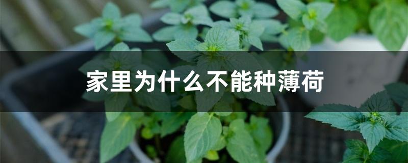 家里为什么不能种薄荷 家里为什么不能种薄荷
