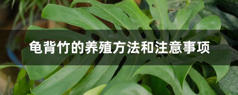龟背竹的养殖方法和注意事项 龟背竹的养殖方法和注意事项
