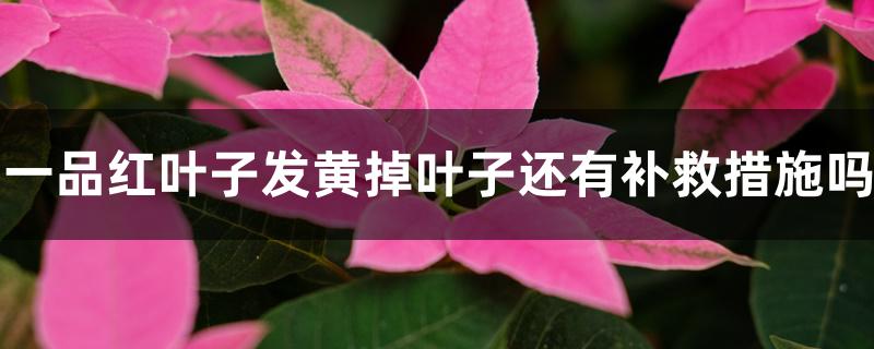 一品红叶子发黄掉叶子还有补救措施吗