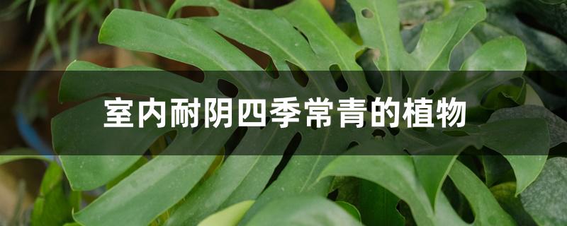 室内耐阴四季常青的植物 室内耐阴四季常青的植物