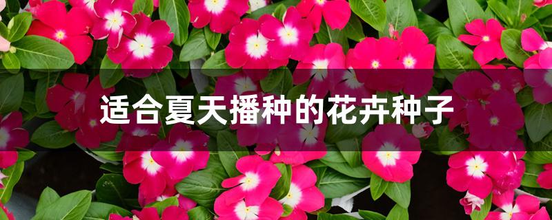 适合夏天播种的花卉种子 适合夏天播种的花卉种子