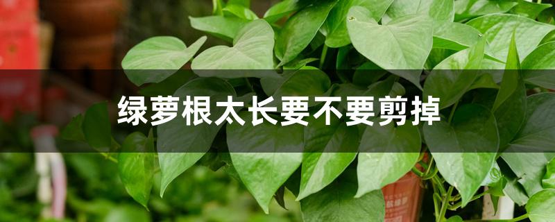 绿萝根太长要不要剪掉 绿萝根太长要不要剪掉
