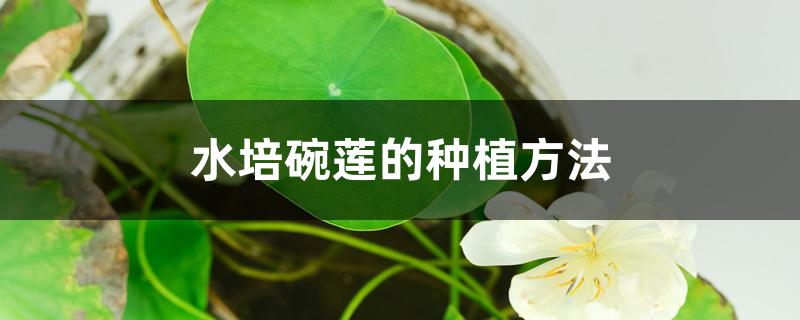水培碗莲的种植方法 水培碗莲的种植方法