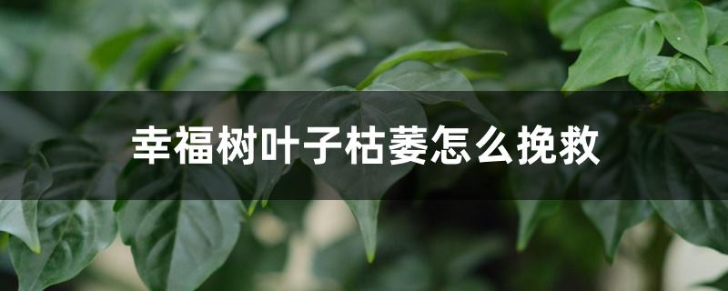幸福树叶子枯萎怎么挽救 幸福树叶子枯萎怎么挽救