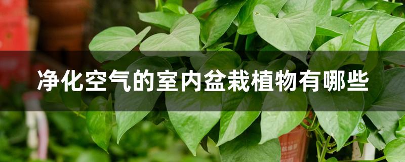 净化空气的室内盆栽植物有哪些 净化空气的室内盆栽植物有哪些