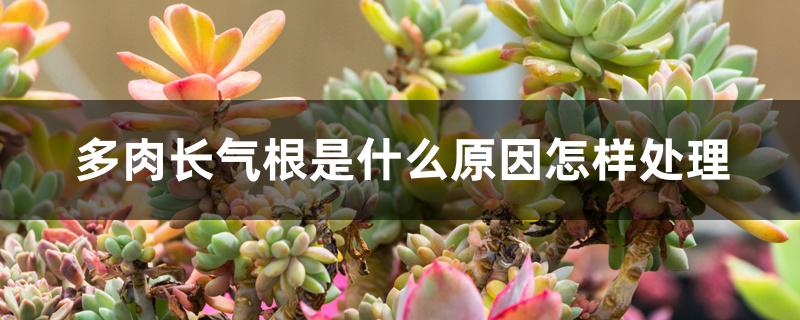 多肉长气根是什么原因怎样处理 多肉长气根是什么原因怎样处理