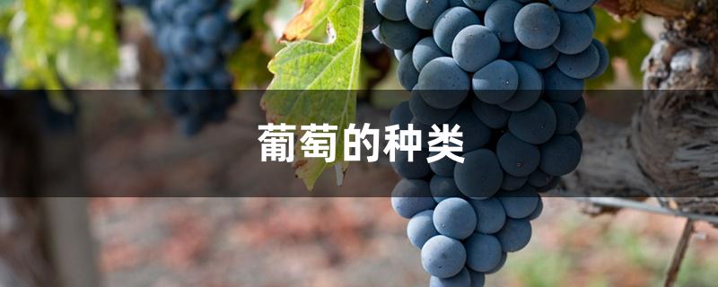 葡萄的种类 葡萄的种类