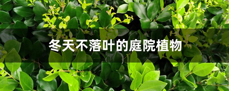 冬天不落叶的庭院植物 冬天不落叶的庭院植物