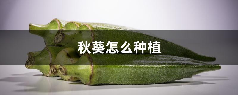 秋葵怎么种植 秋葵怎么种植
