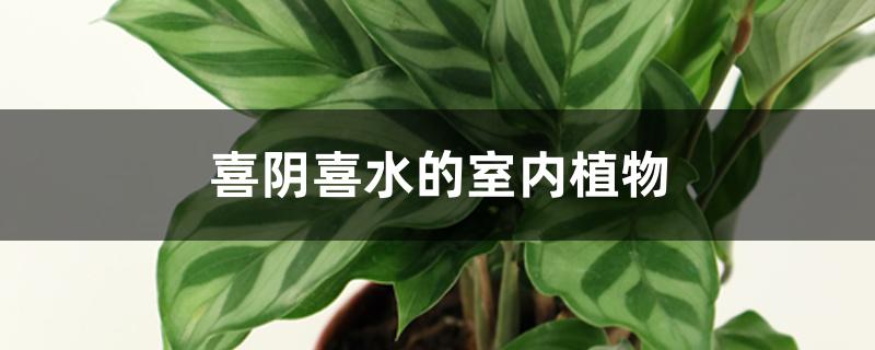 喜阴喜水的室内植物 喜阴喜水的室内植物