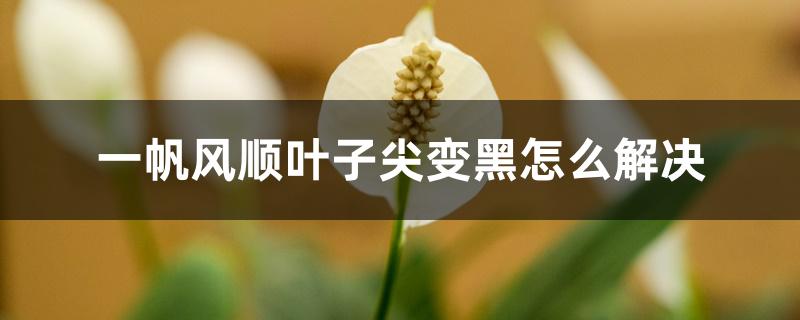 一帆风顺叶子尖变黑怎么解决