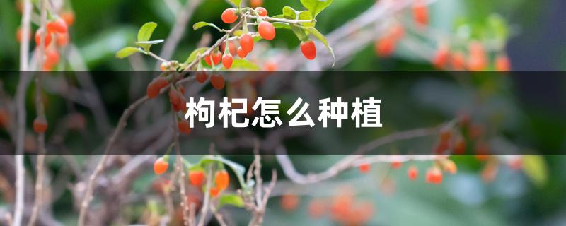 枸杞怎么种植 枸杞怎么种植