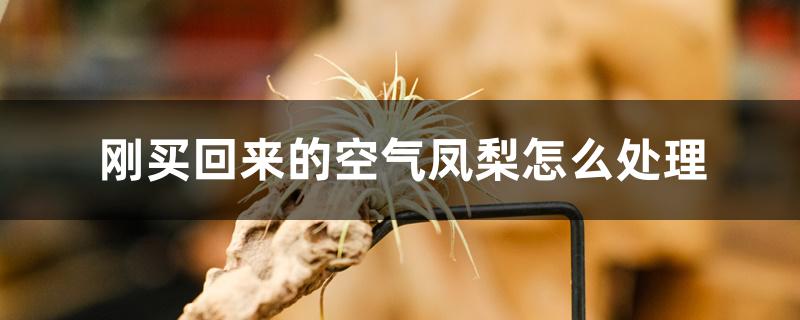 刚买回来的空气凤梨怎么处理 刚买回来的空气凤梨怎么处理