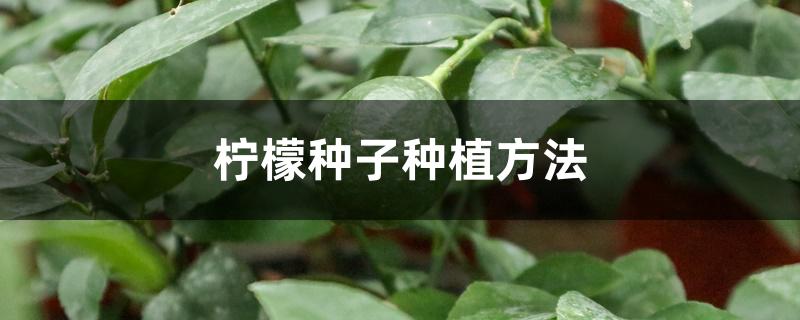 柠檬种子种植方法 柠檬种子种植方法