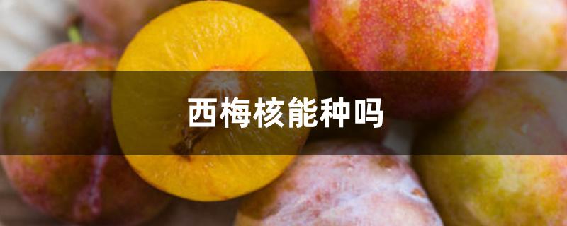 西梅核能种吗 西梅核能种吗