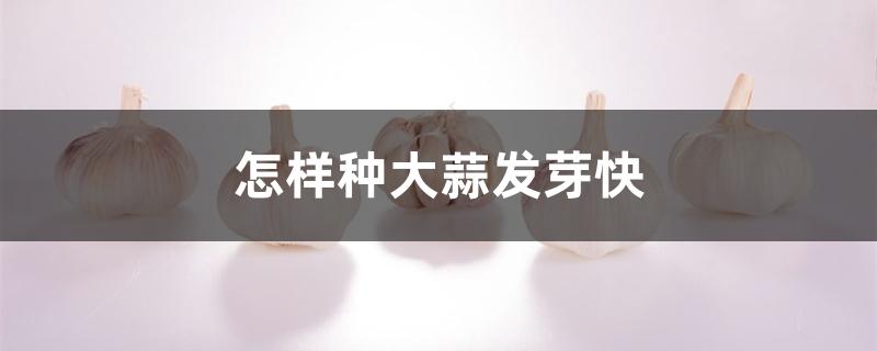 怎样种大蒜发芽快 怎样种大蒜发芽快