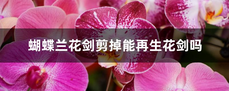 蝴蝶兰花剑剪掉能再生花剑吗 蝴蝶兰花剑剪掉能再生花剑吗