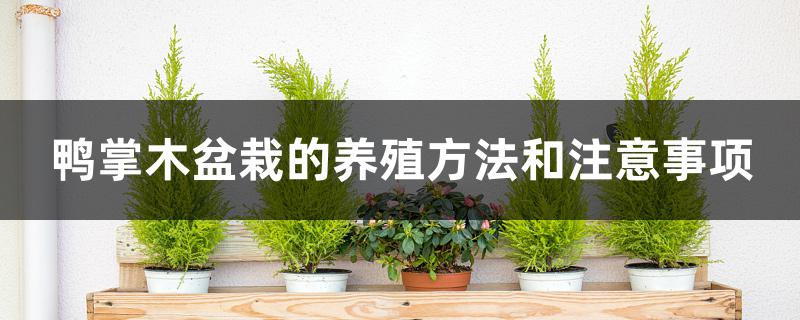 鸭掌木盆栽的养殖方法和注意事项 鸭掌木盆栽的养殖方法和注意事项
