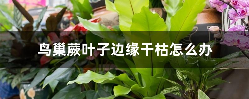 鸟巢蕨叶子边缘干枯怎么办 鸟巢蕨叶子边缘干枯怎么办