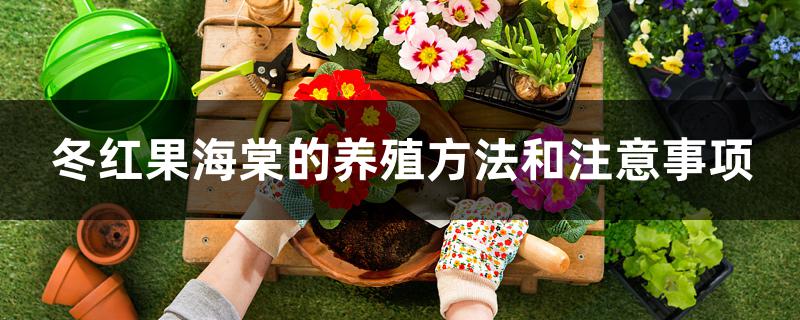 冬红果海棠的养殖方法和注意事项 冬红果海棠的养殖方法和注意事项
