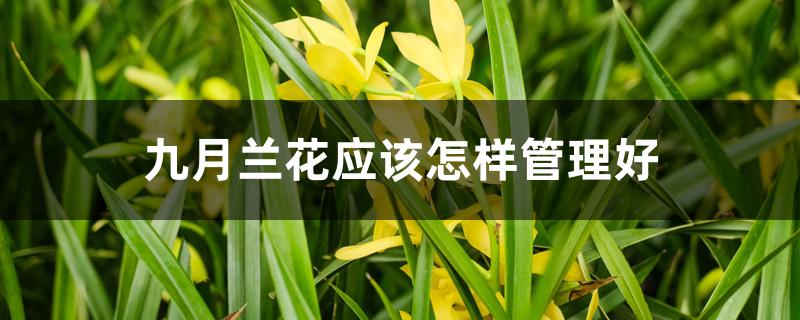 九月兰花应该怎样管理好 九月兰花应该怎样管理好