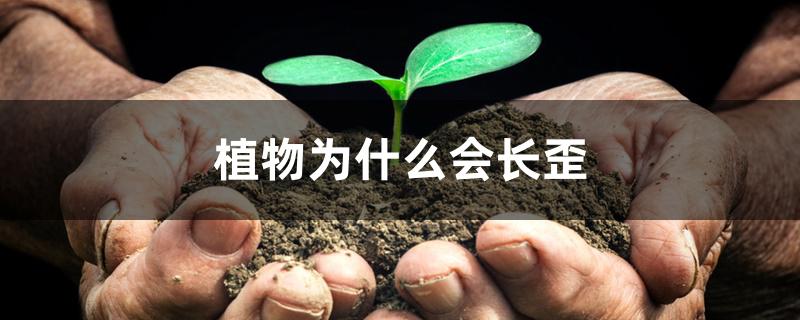 植物为什么会长歪 植物为什么会长歪