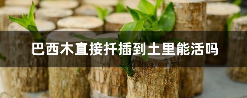 巴西木直接扦插到土里能活吗 巴西木直接扦插到土里能活吗