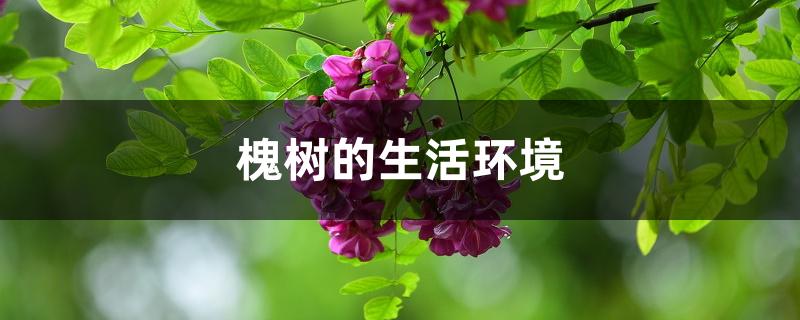 槐树的生活环境 槐树的生活环境