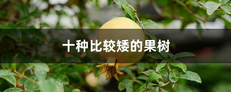 十种比较矮的果树 十种比较矮的果树