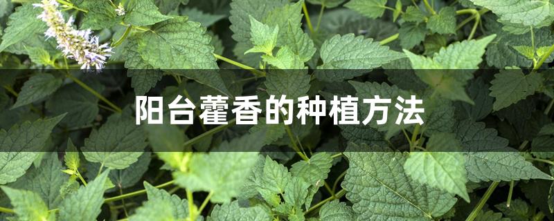 阳台藿香的种植方法