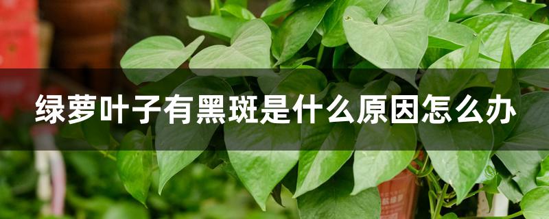 绿萝叶子有黑斑是什么原因怎么办 绿萝叶子有黑斑是什么原因怎么办