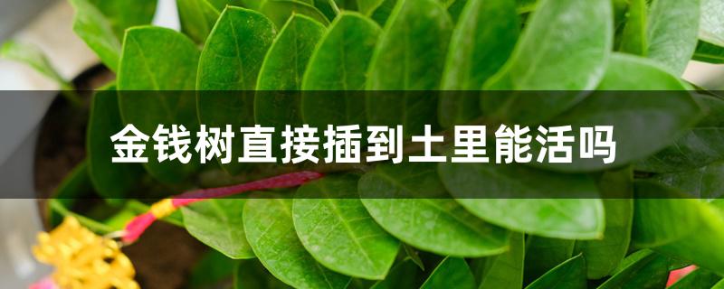 金钱树直接插到土里能活吗 金钱树直接插到土里能活吗