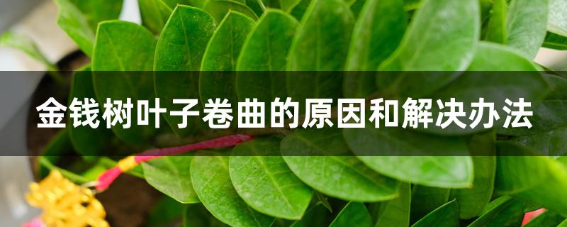 金钱树叶子卷曲的原因和解决办法 金钱树叶子卷曲的原因和解决办法