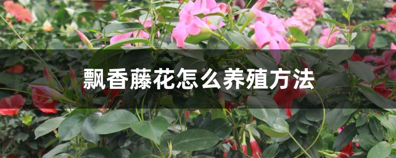 飘香藤花怎么养殖方法 飘香藤花怎么养殖方法