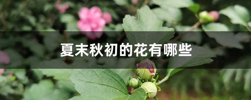 夏末秋初的花有哪些 夏末秋初的花有哪些