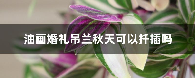 油画婚礼吊兰秋天可以扦插吗 油画婚礼吊兰秋天可以扦插吗