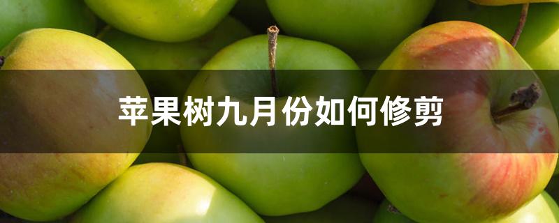 苹果树九月份如何修剪 苹果树九月份如何修剪