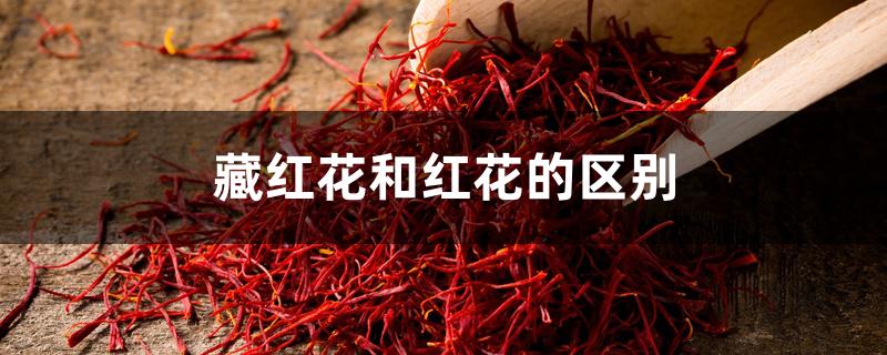 藏红花和红花的区别 藏红花和红花的区别