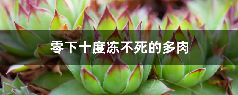 零下十度冻不死的多肉 零下十度冻不死的多肉