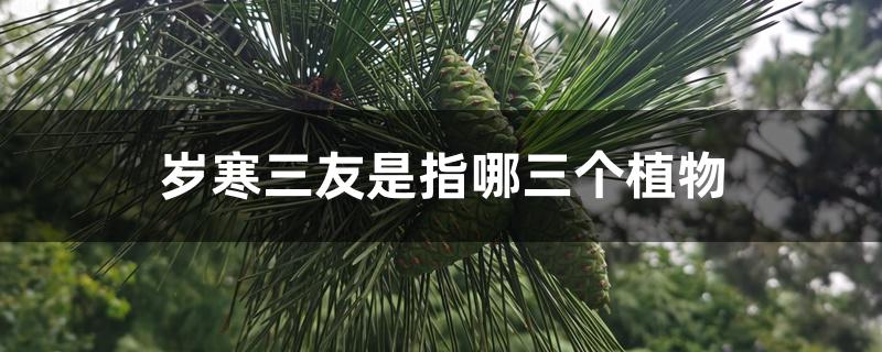 岁寒三友是指哪三个植物 岁寒三友是指哪三个植物
