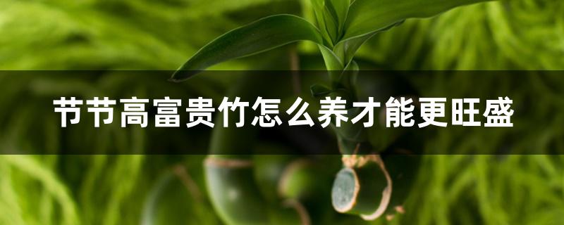 节节高富贵竹怎么养才能更旺盛 节节高富贵竹怎么养才能更旺盛