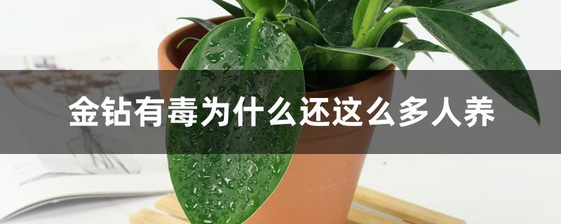 金钻有毒为什么还这么多人养